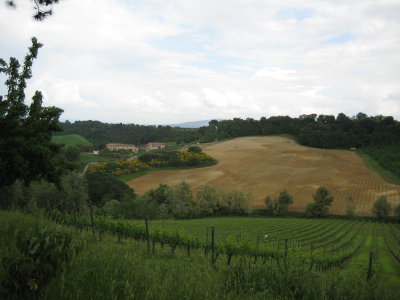vineyards and tuscan countryside (G)