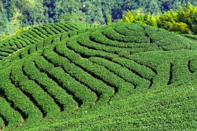 Eight Diagrams Tea Plantation - PFC Photo Travel