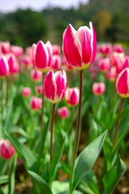 Tulips - PFC Photo Travel
