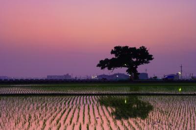 Purple Mood - Old Tree Under Sunset