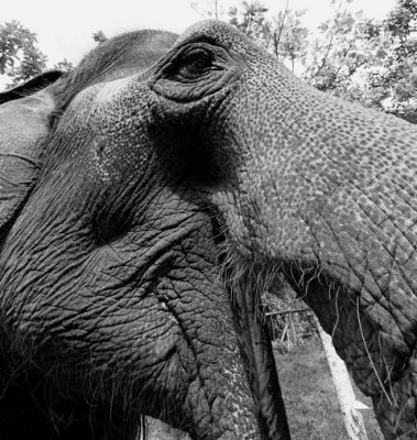 Chiang Mai Camp Elephant