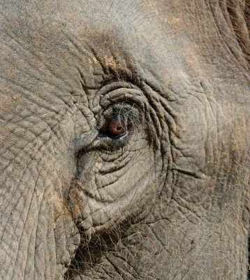 IMG_0411_DXO.jpg