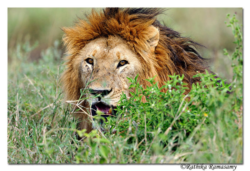 Lion -portrait_DD31452