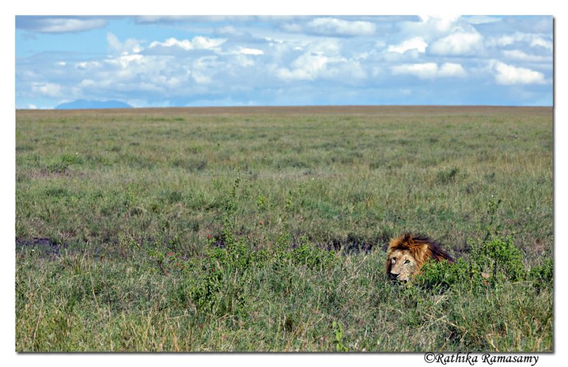 Camouflage_D2X8174