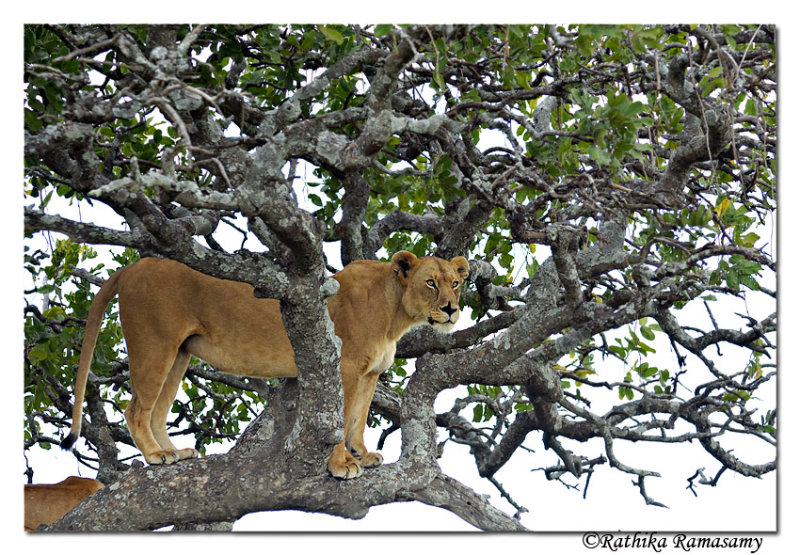 On the tree_D2X8206