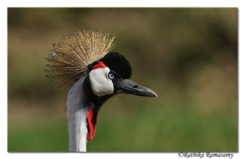 Grey Crowned Crane (Balearica regulorum)_DD32154