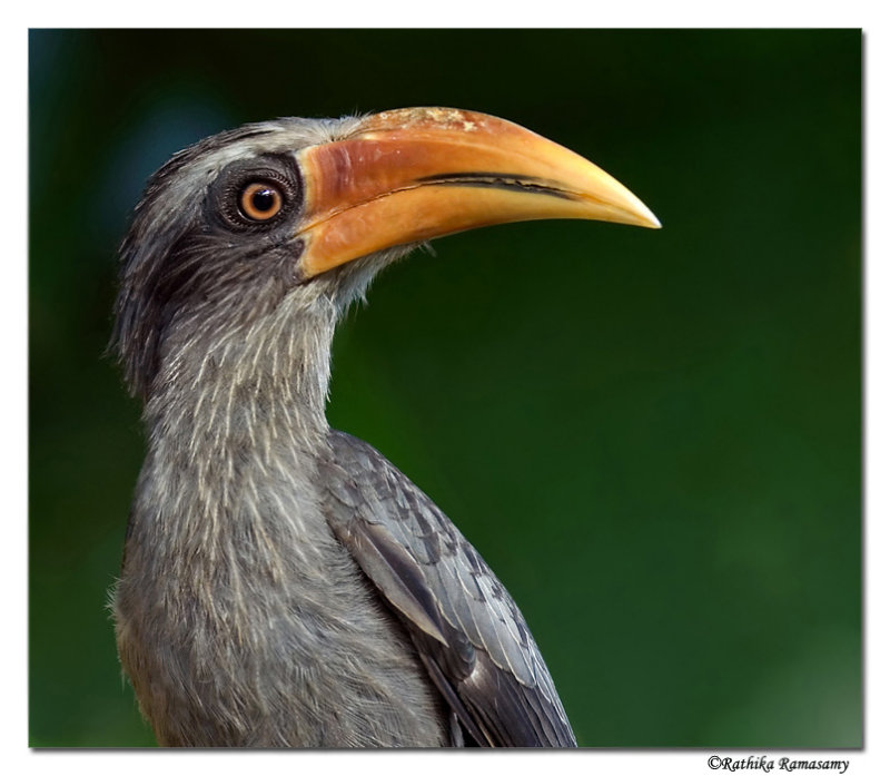 Malabar Grey Hornbill(male)-8355,Western Ghat endemic
