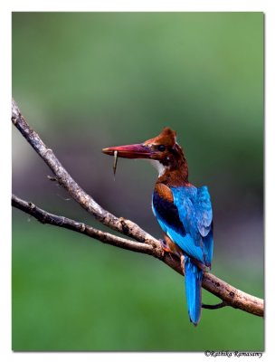 White-throated Kingfisher( Halcyon smyrnensis)-5081