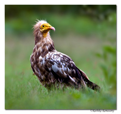 Egyptian vulture( Neophron percnopterus)-3502