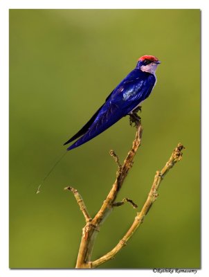 Wire-tailed Swallow (Hirundo smithii)-5613