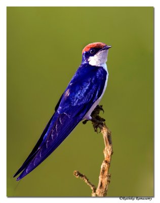 Wire-tailed Swallow (Hirundo smithii)-5616