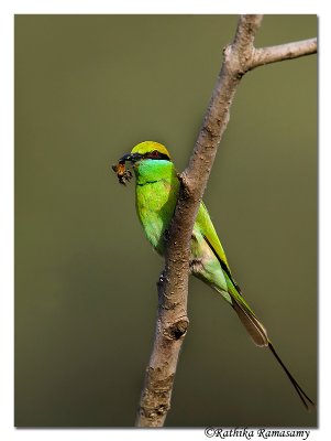 Green Bee-eater(Merops orientalis)-2958