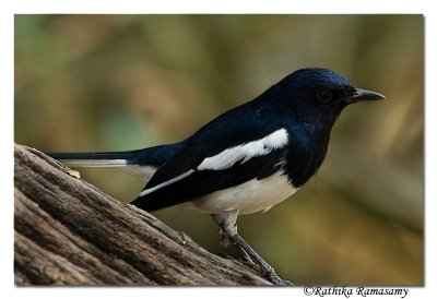 Oriental Magpie Robin (Copsychus saularis)-2822