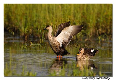 Spot-billed Duck (Anas poecilorhyncha)-3522
