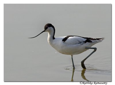 Pied Avocet-0985