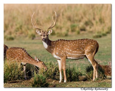 Spotted Deer-0808