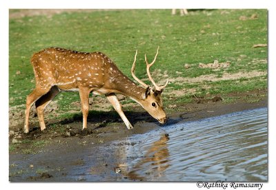 Spotted Deer-0818