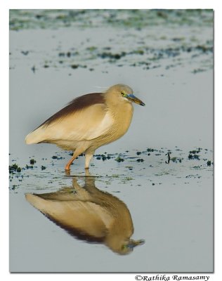 Pond Heron-4584
