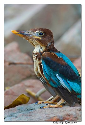 White-throated Kingfisher (Halcyon smyrnensis)-Juv-4924
