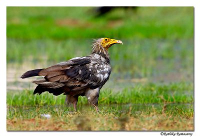 Egyptian Vulture (Neophron percnopterus)-5744
