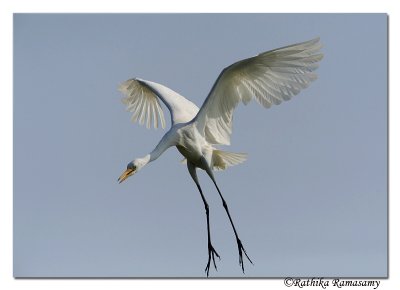 Egret_DD36390