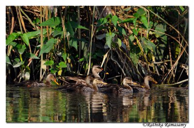Spot-billed Duck family  (Anas poecilorhyncha)_DD36219