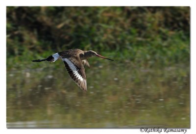 Black-tailed Godwit(Limosa limosa)_DD36194