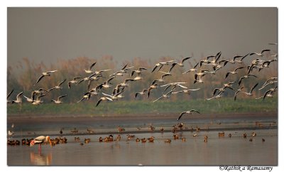 Brown-headed Gulls_BID7716