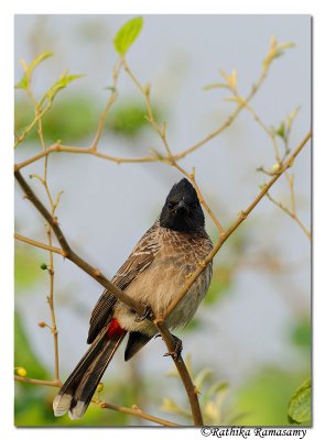 Red-vented Bulbul (Pycnonotus cafer)_DD35276