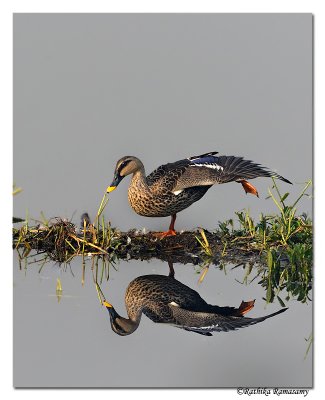 Spot billed Duck(Anas poecilorhyncha)_DD36894