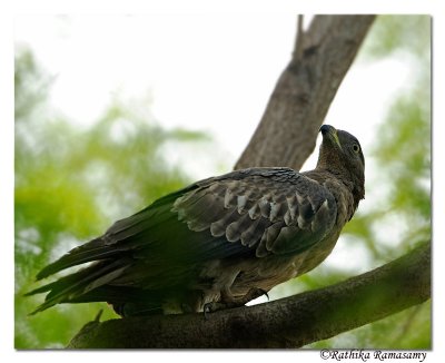 Oriental Honey Buzzard(Pernis ptilorhynchus)_DD37527