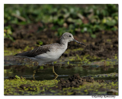 Common greenshank(Tringa nebularia)_DD36564.