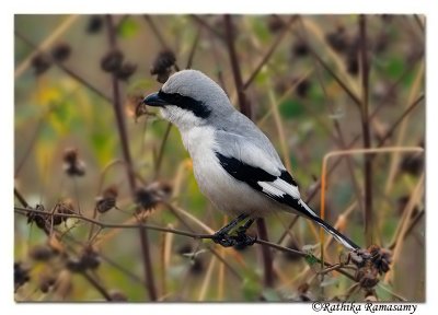 Southern Gray Shrike (Lanius meridionalis)_DD3771