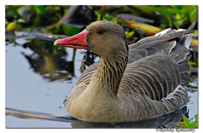 Graylag Goose (Anser anser)_BID1835