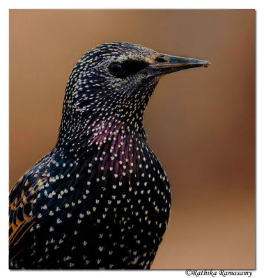 Common Starling(Sturnus vulgaris)_DD38724
