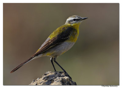 Yellow-Wagtail(Motacilla flava)_DD38929