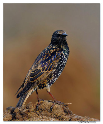 Common Starling(Sturnus vulgaris)_DD38745