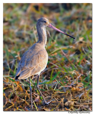 Black-tailed Godwit (Limosa limosa)_DD39385