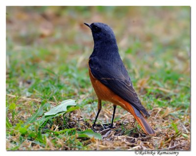 Black Redstart (Phoenicurus ochruros) _DD34738