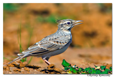 Crested Lark_BID6656