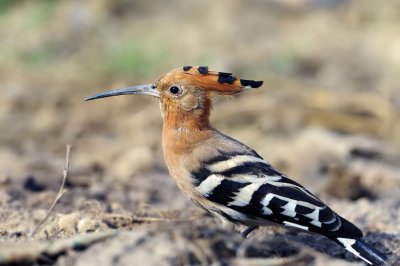 Hoopoe (Upupa epops)_DD39104