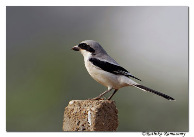 Southern Gray Shrike (Lanius meridionalis)_DD34786