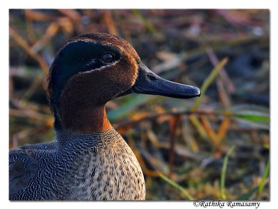 Common Teal(Anas crecca)_DD30878