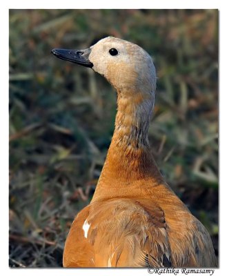 Ruddy Shelduck(Tadorna ferruginea)_DD30974