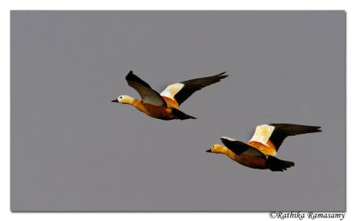 Ruddy Shelduck(Tadorna ferruginea)_DD31807