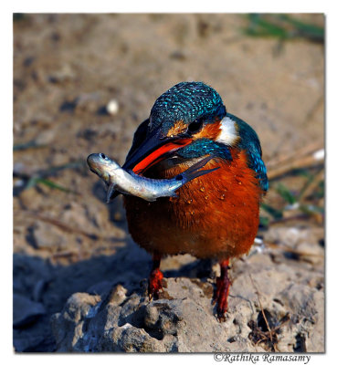 Common Kingfisher( Alcedo atthis)_DD31236