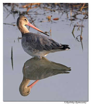 Black-tailed Godwit (Limosa limosa) _DD30912