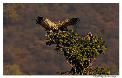 Long-billed Vulture( Gyps indicus)_D2X7685