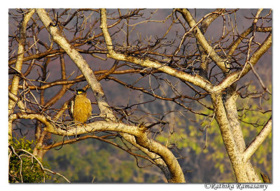 Crested Serpent Eagle (Spilornis cheela)__D2X7369