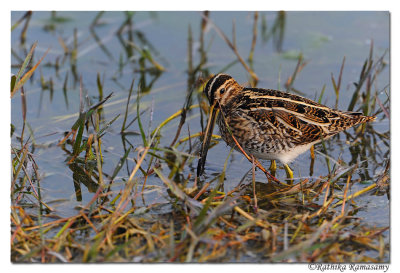 Greater Painted Snipe(Rostratula benghalensis)_DD32623